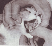 зубы кошки
