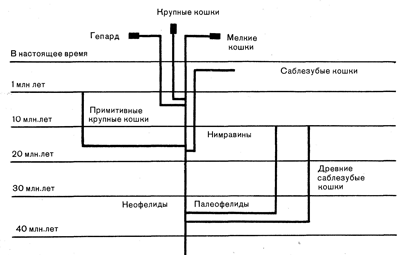 генеалогическое дерево кошачьих