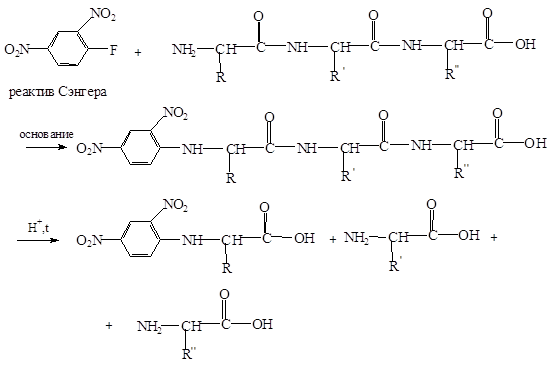 Реферат Про Аминокислоты