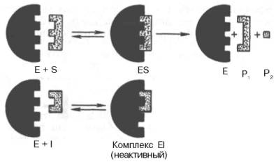 Описание: http://www.xumuk.ru/biologhim/bio/img352.jpg