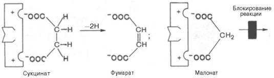 Описание: http://www.xumuk.ru/biologhim/bio/img346.jpg