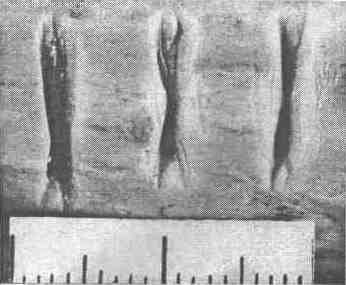 65.jpg